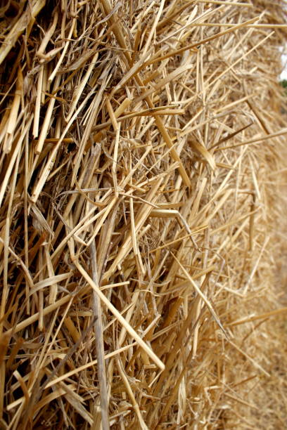 istock Bales of hay in a field 1285518125