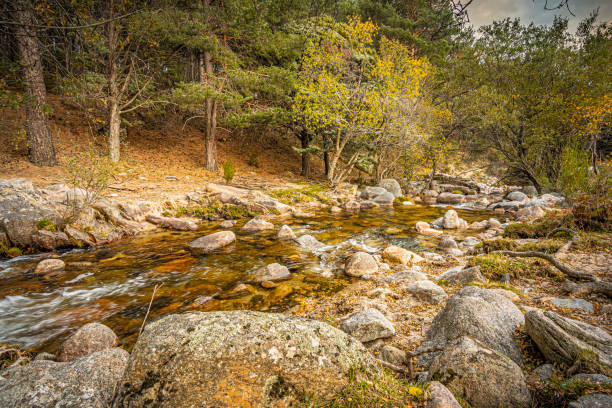 autumn landscape with stream and rocks in a pine forest. Guadarrama. Madrid. Spain stock photo
