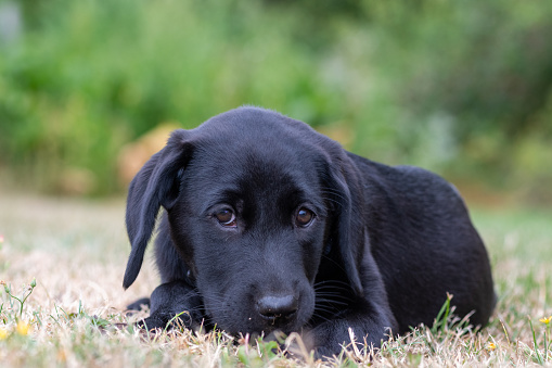 Cute little golden retriever puppy laying on green grass looking scared or shy