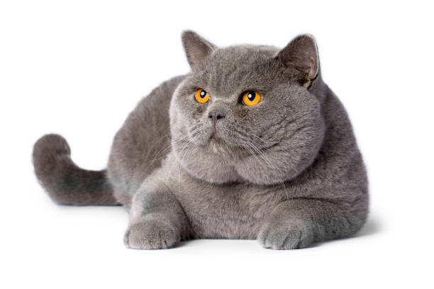 British Cat stock photo