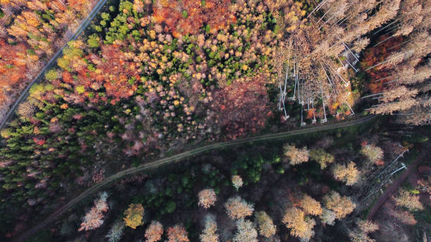 istock Forest in autumn with hiking tracks - directly above 1285518389
