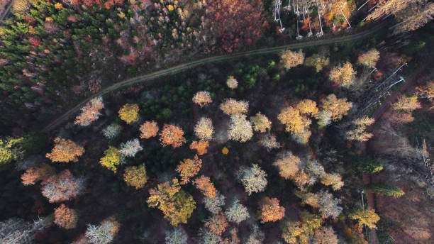 istock Colorful trees in springtime with a hiking track  - aerial view 1285519001