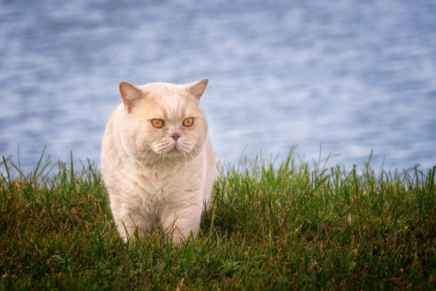 British Cat stock photo