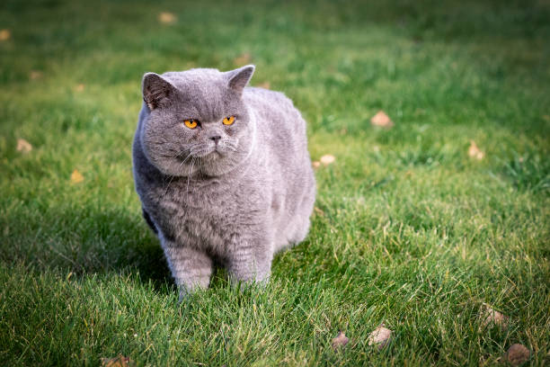 British Cat stock photo