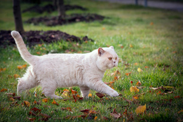 British Cat stock photo