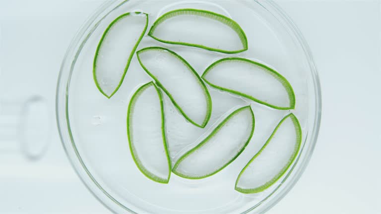 Aloe vera slices in petri dishes.