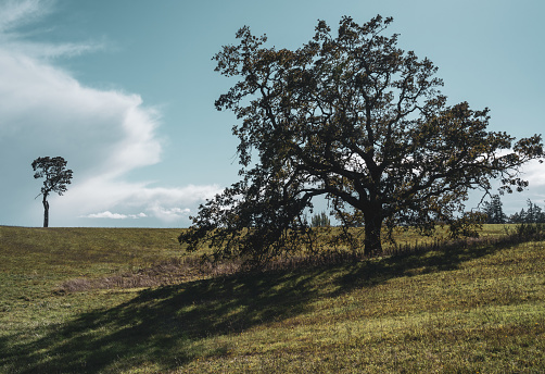 Lush tree on Australian farm in dry grass with lower branches eaten by cattle