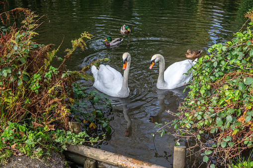 Swans on a small pond in woods