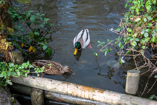ducks feeding on a pond in woodland