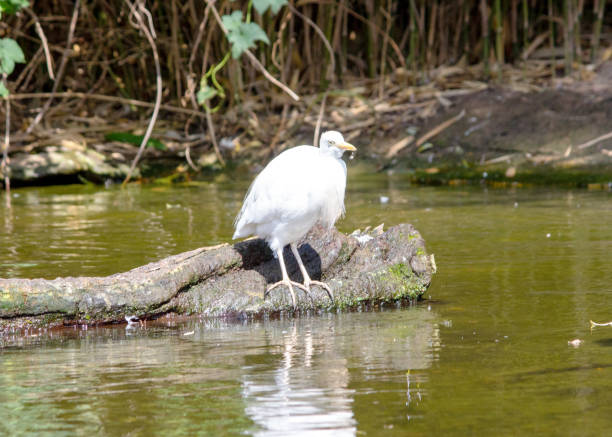 Image from a cattle egret standing in the water, Bubulcus ibis stock photo