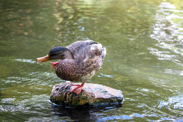 a yellow-billed duck is standing on a stone in a pond stock photo