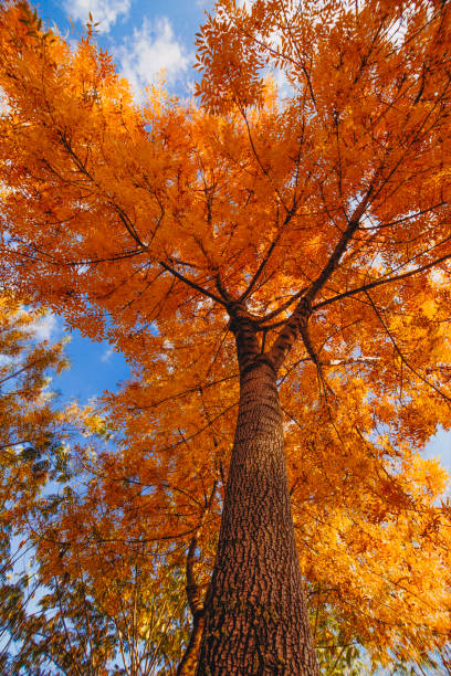 istock Trees filled with colorful autumn leaves in Turkey 1285523622