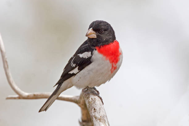 Male Rose-breasted Grosbeak, Pheucticus ludovicianus, in spring