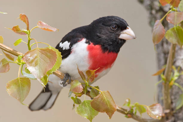 Male Rose-breasted Grosbeak, Pheucticus ludovicianus