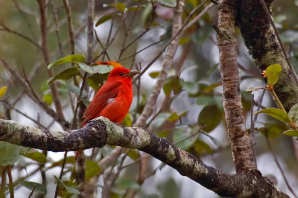 istock Male Summer Tanager, Piranga rubra, perched in tree 1285524453