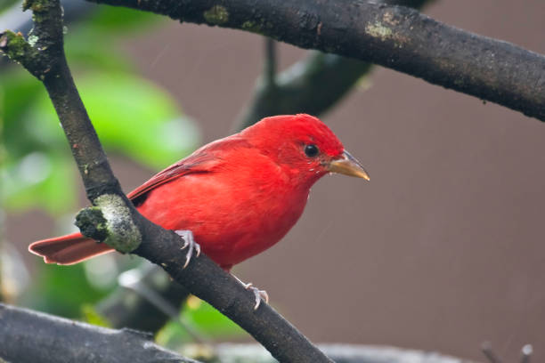 istock Male Summer Tanager, Piranga rubra, perched on branch 1285524482