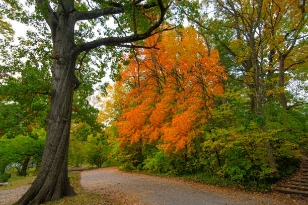 istock Country road in early fall-Howard County Indiana 1285525839