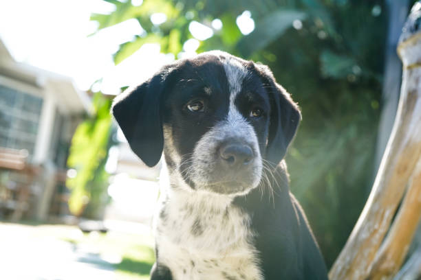 istock black and white puppy in a garden 1285525988
