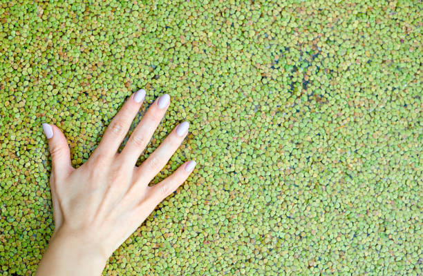 petite sria lumineuse colorée dans l’eau partout dans le cadre avec la main de femmes - duckweed photos et images de collection