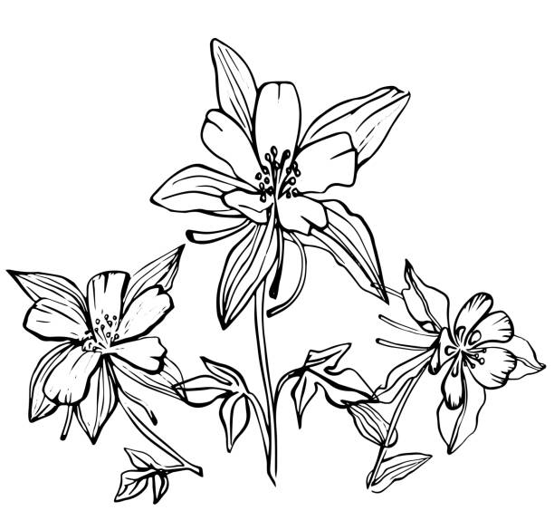 Aquilegia Aquilegia flower, set, drawn outline, black and white, isolated on a white background, emblem, sign, black and white hand drawing columbine stock illustrations