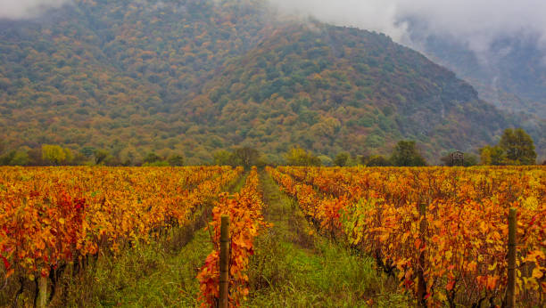 Plantation of grapes in autumn Plantation of grapes in autumn landscape in Kakheti area, Georgia kakheti georgia stock pictures, royalty-free photos & images
