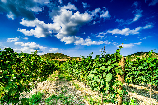One of the vineyard in wine region of Georgia, Kakheti in sunny day