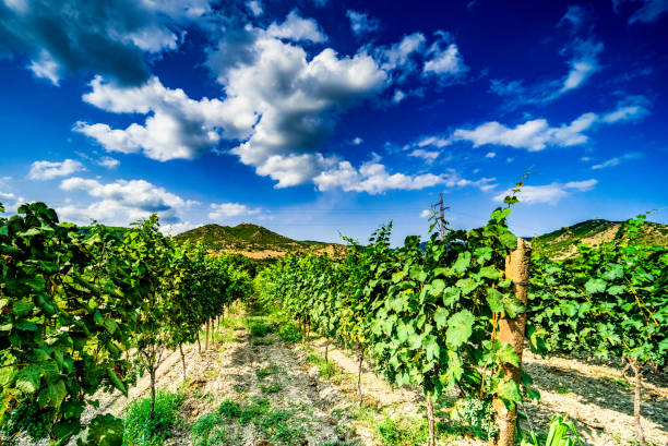 Vineyard in Kakheti region, Georgia One of the vineyard in wine region of Georgia, Kakheti in sunny day kakheti georgia stock pictures, royalty-free photos & images