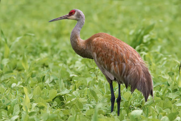 istock Alert Sandhill Crane, Grus canadensis 1285529701