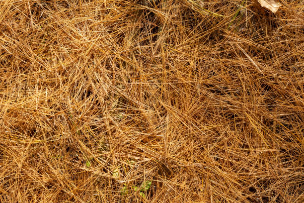 istock Pine needles on the forest floor.  Sand Ridge State Forest, Mason county, Illinois. 1285530846