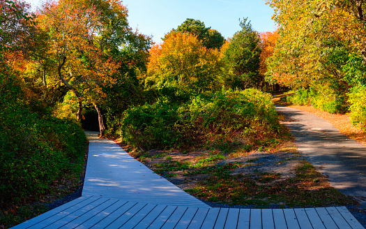 Autumn forest landscape on Cape Cod. Tranquil woods with curving weathered bridge footpath over the marsh wetland.