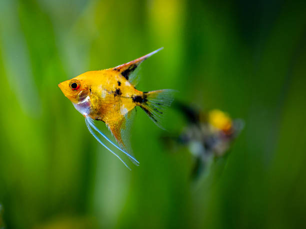 Angelfish swimming in tank fish with blurred background (Pterophyllum scalare) Angelfish swimming in tank fish with blurred background (Pterophyllum scalare) zebra cichlid stock pictures, royalty-free photos & images