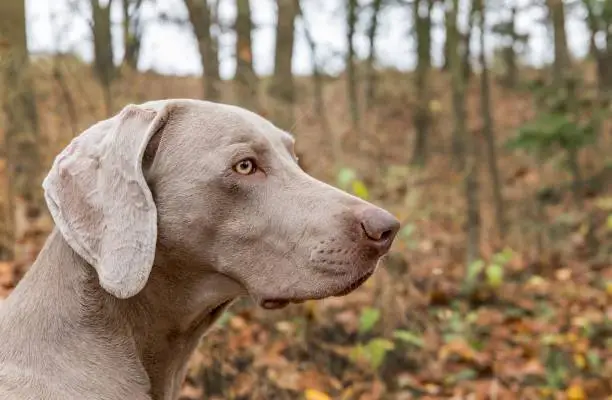 portrait of a Weimaraner dog with an autumn. Hunting dog in the fog. Loyal friend. Weimaraner.