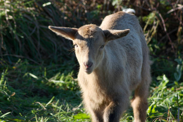 weiße baby ziege blick auf die fotokamera - kid goat goat milk young animal stock-fotos und bilder