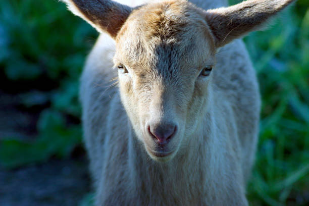 weiße baby ziege blick auf die fotokamera, nahaufnahme - kid goat goat milk young animal stock-fotos und bilder