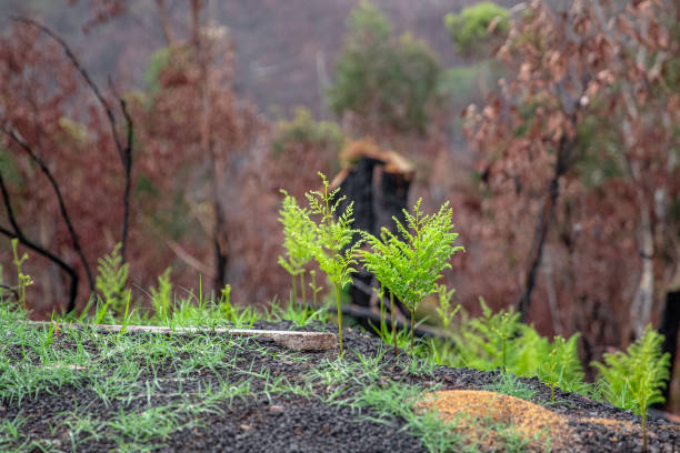 istock Regrowth in the Blue Mountains 1285533975