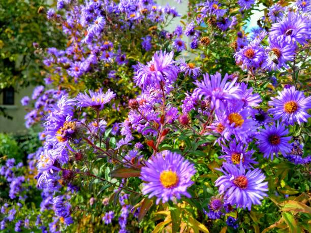 istock Violet Aster flowers in the sun 1285538446
