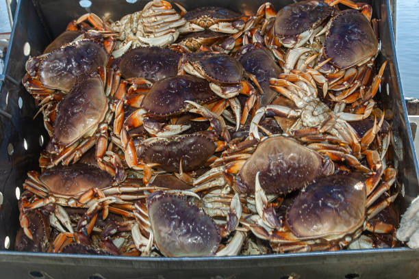 istock Live Dungeness Crabs Offloaded Into Shipping Totes 1285538524