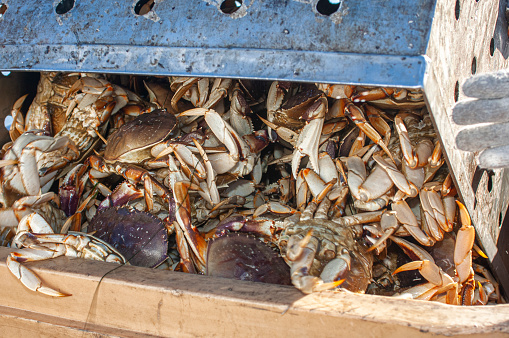 Live dungeness crabs (Metacarcinus magister) being fishing boat offloaded, into a large insulated shipping totes, for transport to market.\n\nTaken in Half Moon Bay, California, USA