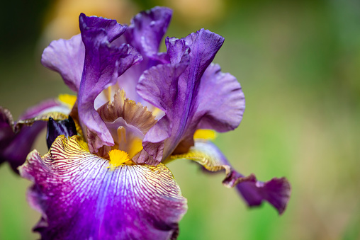 Beautiful bearded iris in a garden with out of focus background