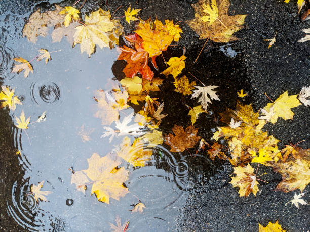 istock Bright yellow maple leaves on wet asphalt 1285539295