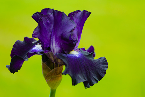 Close up of a Royal Slippers Purple Mulberry Iris flower with Shallow depth of Field