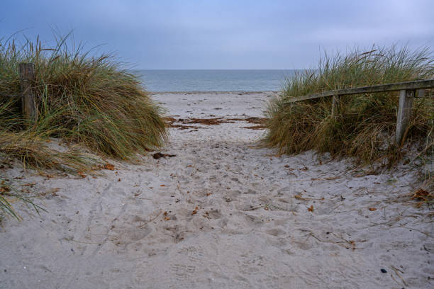 istock Footpath beach through the sand dunes with marram grass (Ammophila arenaria) to the empty beach during coronavirus pandemic at the Baltic Sea on a hazy autumn day, copy space 1285540045
