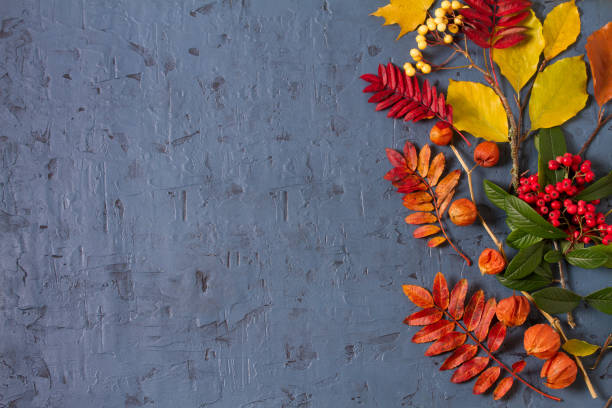 hojas de otoño, calabaza, conos de pino y flores sobre fondo gris con espacio de copia - squash pumpkin orange japanese fall foliage fotografías e imágenes de stock