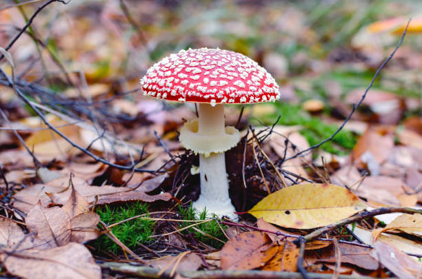 istock mushroom is not edible, mushroom with a red cap grows in the forest 1285541089