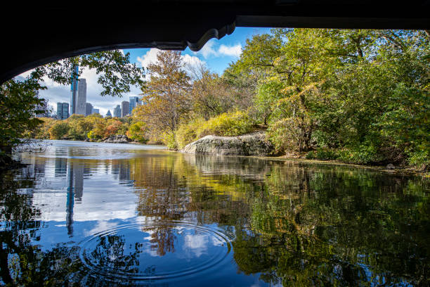 uma vista do lago do ponto dentro do ramble no central park, nova york - ramble - fotografias e filmes do acervo
