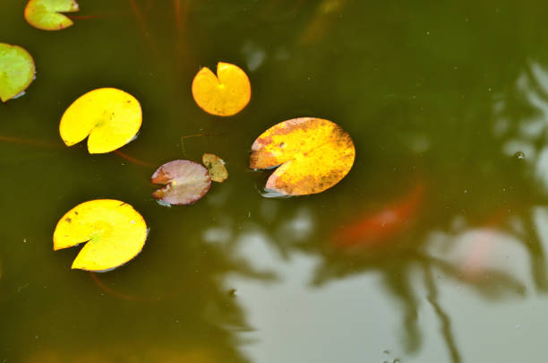 nénuphars et carpes koi dorées dans un étang de jardin. - pond water lily water drop photos et images de collection