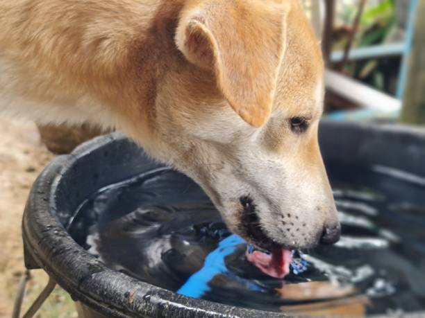 istock Pets playing with other pets My dog 1285545771