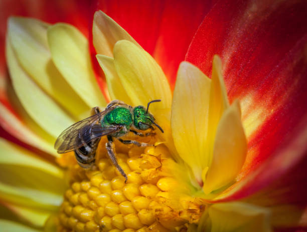 abeille, (agapostemon virescens) , halictidae, abeille métallique verte, (abeille de sueur). dahlia « mars ». - virescens photos et images de collection