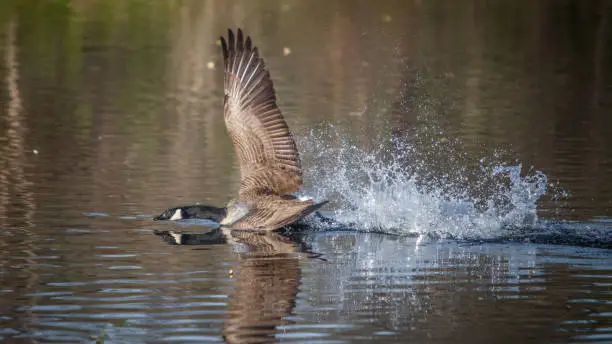 A goose hardly lands on a lake.