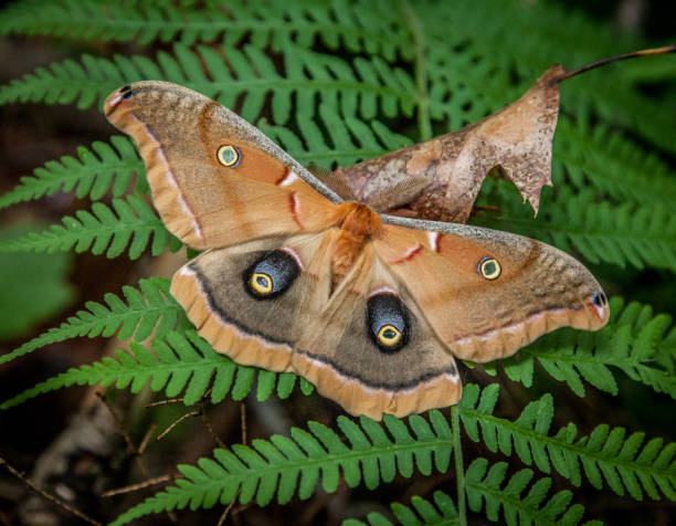 polyphe aus amerika (antheraea polyphemus), polyphemus moth. - sommer. - eichenseidenspanner stock-fotos und bilder